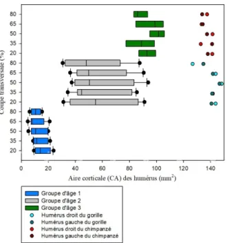 Graphique 17  : Comparaison de l'aire corticale (CA) des coupes transversales des humérus  d'humains et de grands singes avec les groupes d'âge 1, 2 et 3 et les différentes zones de l'os  (20%, 35%, 50%, 65% et 80%)