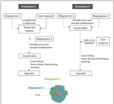 Figure  1:  General  procedures  used  to  encapsulate  a  core  molecule  by  the  complex  coacervation  of  two  biopolymers