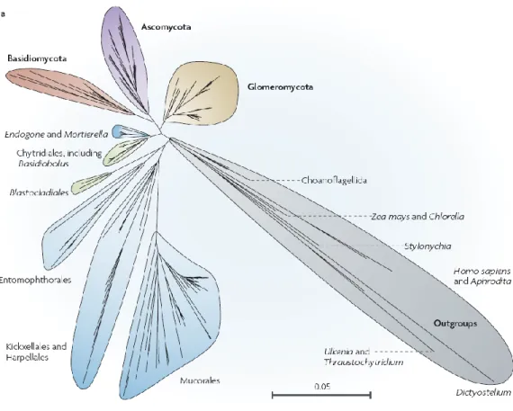 Figure  2.1 :  Arbre  phylogénétique  montrant  les  Glomeromycota  par  rapport  aux  autres  principaux phylum fongiques: les Ascomycota, les Basidiomycota, les Chytridiomycota et  les  Zygomycota