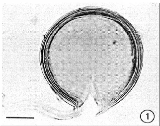 Figure  2.3:  Spore  de  G.  irregulare  vue  au  microscope  optique  montrant  une  paroi  composée de deux zones distinctes : une zone externe (1) et une zone interne  (2) Échelle =  20 μm