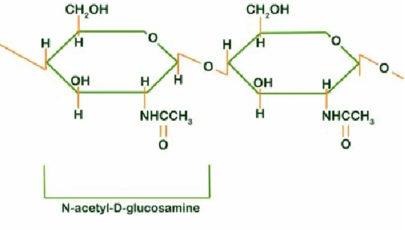 Figure 2.4 : Structure chimique de la chitine. Tiré du site web de University of Delaware  (2007) 