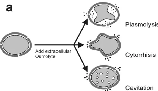 Figure 2.12 : Différents effets (plasmolyse, cytorrhyse et cavitation) d’une cellule soumise  à un milieu hypertonique