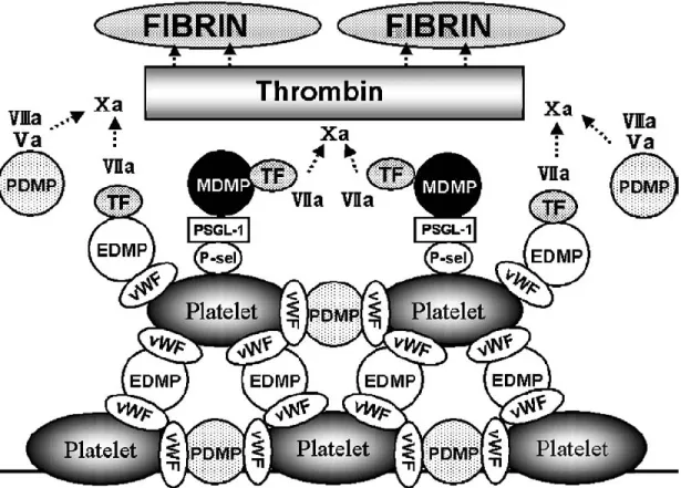 Figure 4: Représentation schématique du rôle des microparticules dans le développement d’un thrombus  (Nomura et al., 2008)