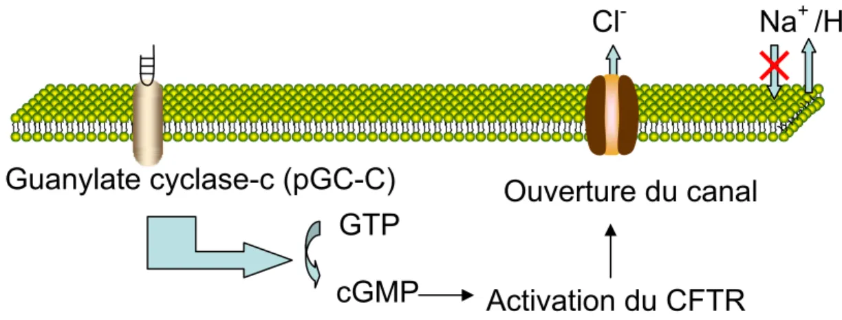 Figure 3 : Cascade d’activation suite à l’attachement de STa à la guanylate cyclase-C