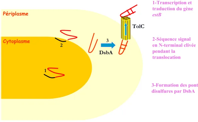 Figure 4: Maturation de la toxine STb, du cytoplasme jusqu'à sa sécrétion. 