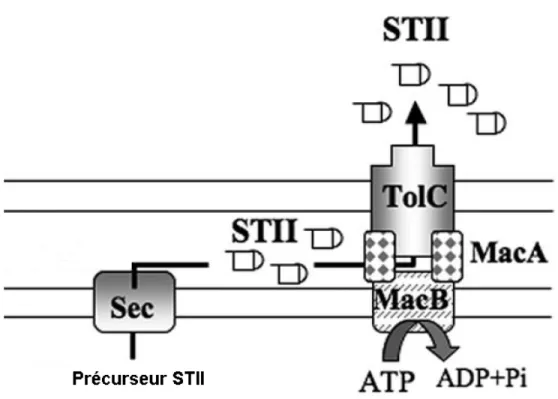 Figure 5: Modèle schématique de la sécrétion de la toxine STb impliquant le transporteur de type  ABC (adapté de Yamanaka et al., 2008) 