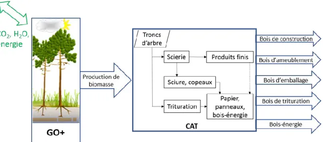 Figure 27: Modélisation de la production de pin maritime par les modèles GO+ et CAT 