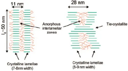 Figure 1.5 – Représentation de la morphologie du polymère P3HT. À gauche, il y a un polymère avec la plus petite masse moléculaire (7.3kDa) et avec une structure  semi-cristalline plus homogène que celle de masse moléculaire 18.8.kDa (à droite)