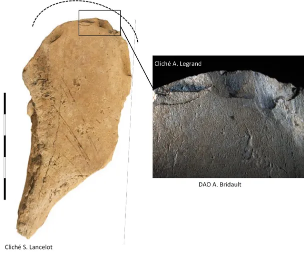 Fig. 19 - Localisation des restes des deux espèces et détail de la distribution spatiale des remontages des os d’Aurochs    (clichés  A