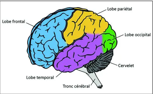 Figure 3 : Les différentes zones du cerveau 20