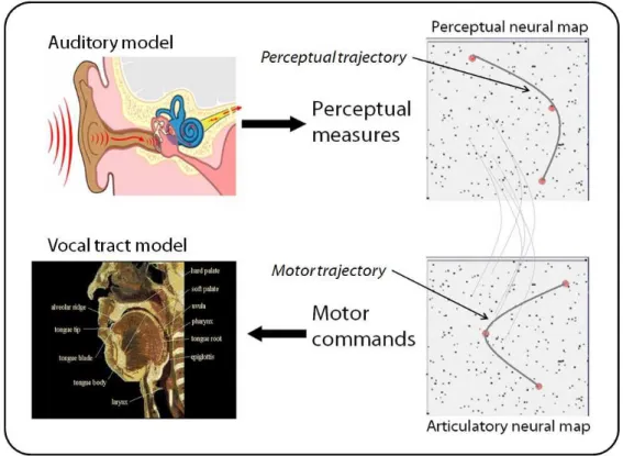 Figure 4: The robot architecture in the artificial system. Each robot is equipped with an artificial ear, an  artificial vocal tract, and two neural maps (perceptual and motor) that couple the ear and the vocal tract