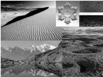 Figure  1 Nature is full of organized forms and patterns without there being anywhere any plans  which might have served to build them; they are said to be self-organized