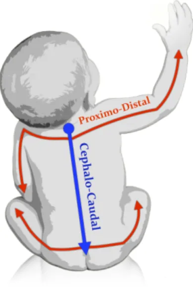 Fig. 8. The proximo-distal and cephalo-caudal law: infants explore and learn in priority their torso and shoulder for reaching movements, and progressively their elbow, and the same process happens in the gradual exploration and mastery of the neck-feet ax