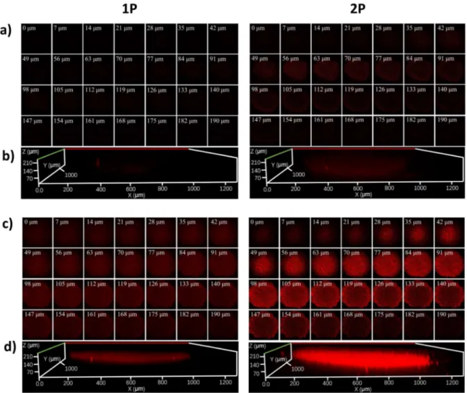 Figure 4. 1P (λ ex  = 514 nm, λ em  = 600 – 750 nm) and 2P (λ ex  = 800 nm, λ em  = 600 - 750 nm)  excited Z-stack images after incubation of NP  (4.95  μM) for 12 h in a  500-600  μm  noncancerous human lung fibroblasts (HLF) MCTS (top) and a  500-600  μm