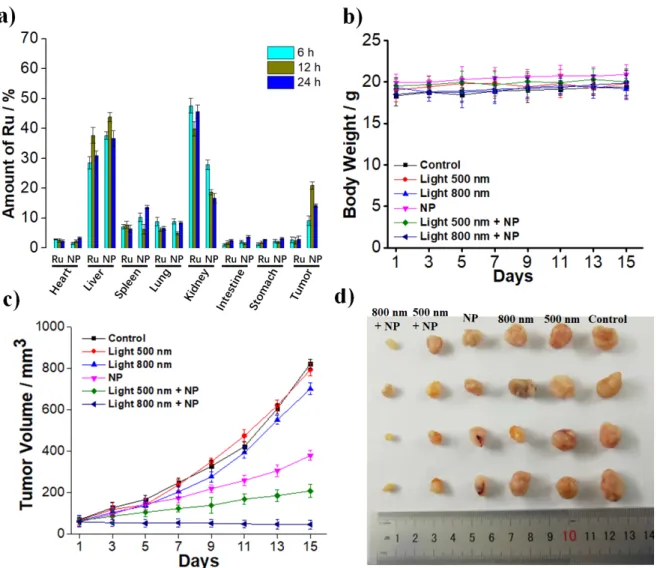 Figure 5. In Vivo PDT study of A549 bearing nude mice. a) Time dependent biodistribution of  NP in comparison to Ru determined by ICP-MS after 6 h, 12 h, 24 h upon injection of the same  amount of the Ru(II) polypyridine complex (3 mg/Kg)