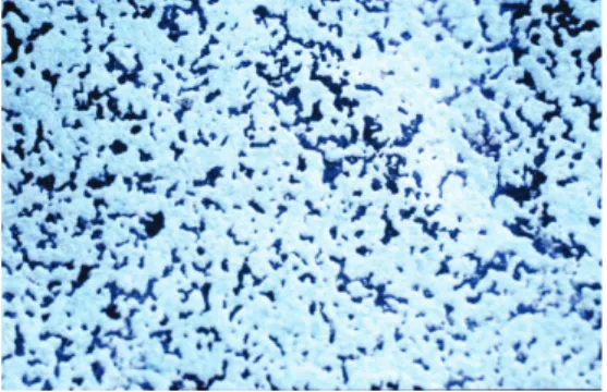 Figure 1. Macroscopic view of black spots  surrounded by green pale corrosion  pro-ducts, porous and unprotected