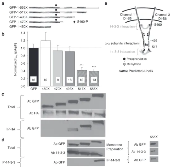 Fig. 2 Interaction site between sodium channel α -subunits is located between amino acids 493 – 517