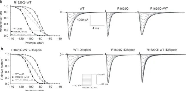 Fig. 5 Mutant channels display biophysical coupling with WT sodium channel. a Steady-state inactivation for the R1629Q mutant and WT expressed in HEK293 cells