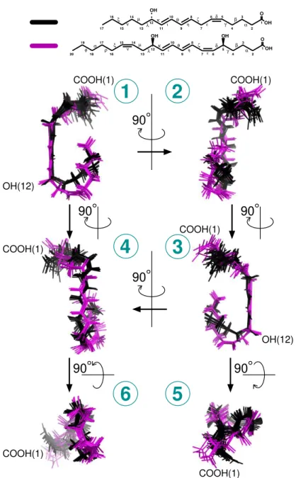 Figure 5: Comparison of 12–HHT and LTB4 3D NMR structures associated with human BLT2. Six different views of superimposed ensembles of 20 energy-minimized conformers of 12–HHT (in black, from Figure 2), and the 7 lowest energy conformers of LTB4 (in purple