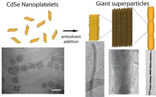 Figure 15.  Epifluorescence measurements of stacked NPLs versus the polarization  direction