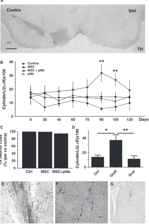 Fig. 5 Functional recovery of 6-OHDA-lesioned rats. Rats unilaterally lesioned with 6-OHDA were transplanted with MSC, pNb, pNb + MSC, or vehicle (Control), and tested for motor recovery