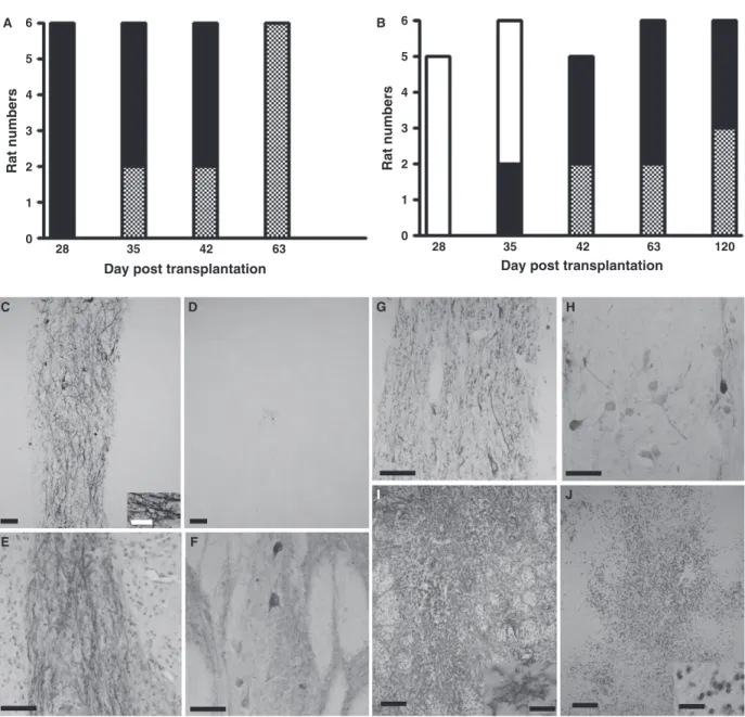 Fig. 2 Immunohistological analyses of the xenotransplants. (A – B) Numbers of rats grafted with pNb (A) or pNb and MSC (B), displaying an NF70- NF70-negative healthy graft (white bar), an NF70-positive graft (black bar) or a rejected graft (grey bar)