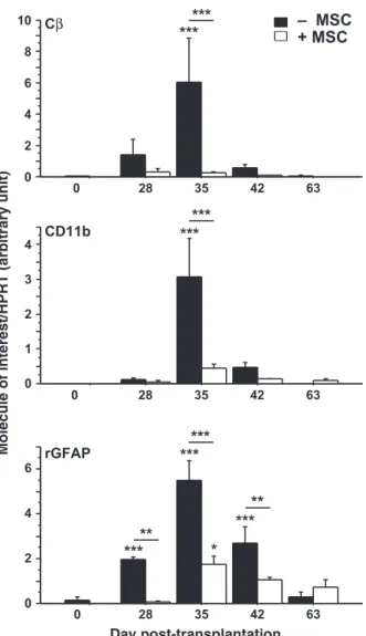 Fig. 3 Relative expression of Cb, CD11b and GFAP mRNAs in grafted animals. Total RNAs from striata grafted with pNb (MSC), or pNb + MSC (+MSC), were collected at days 28, 35, 42, 63 (n = 7/8 per group per day) and submitted to qPCR