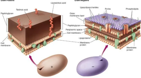 Figure  I.  6:  Classification  of  bacteria  according  to  their  cell  wall  structure:  gram  positive/gram  negative
