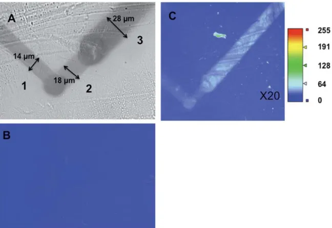 Figure 8 : (A) Image en lumière blanche des traits carbonisés par réduction du THV avec une solution de 2,2’-bipyridine  dans du DMF