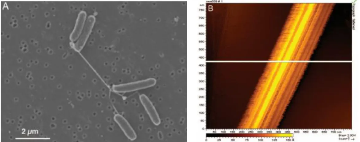 Figure 1.8 – Evidence of nanowires production by S. oneidensis: (A) Scaning electron microscopy of S