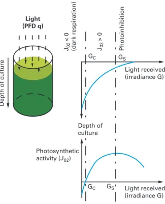 Fig. 10.3: Relation between light attenuation and photosynthetic growth in microalgal cultivation systems.