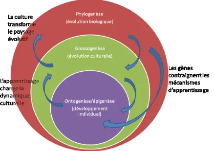 Figure 3 Les multiples échelles d'interactions à l'origine du langage