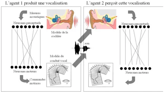 Figure 5  L’architecture des robots dans les expériences sur les origines des systèmes de vocal isations  présentées dans (Oudeyer, 2006)