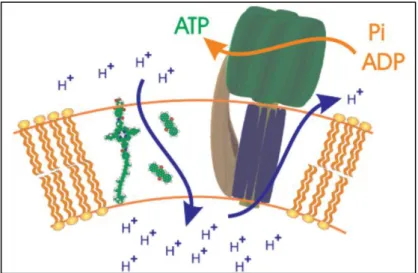 Figure I-3: Schematic representation of an artificial photosynthetic membrane obtained in a  liposome vesicle (adapted from 9 )