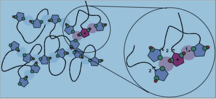 Figure I-20: Proton conduction mechanism hypothesized by Schuster et al 114  for Imi-nEo compounds: 