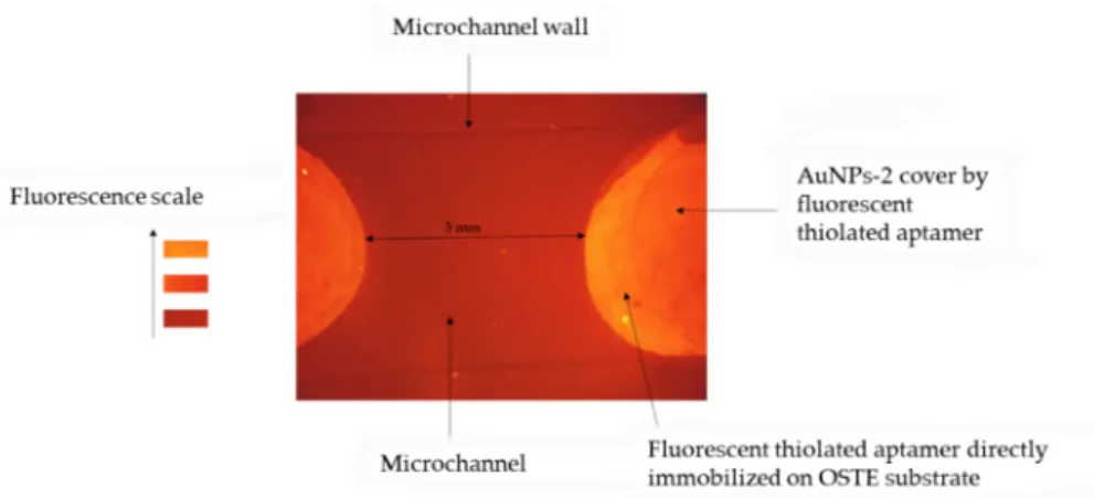 Figure 7. Fluorescence image of an open OSTE-microchannel coated with AuNPs-2 and functionalized with fluorescent aptamers