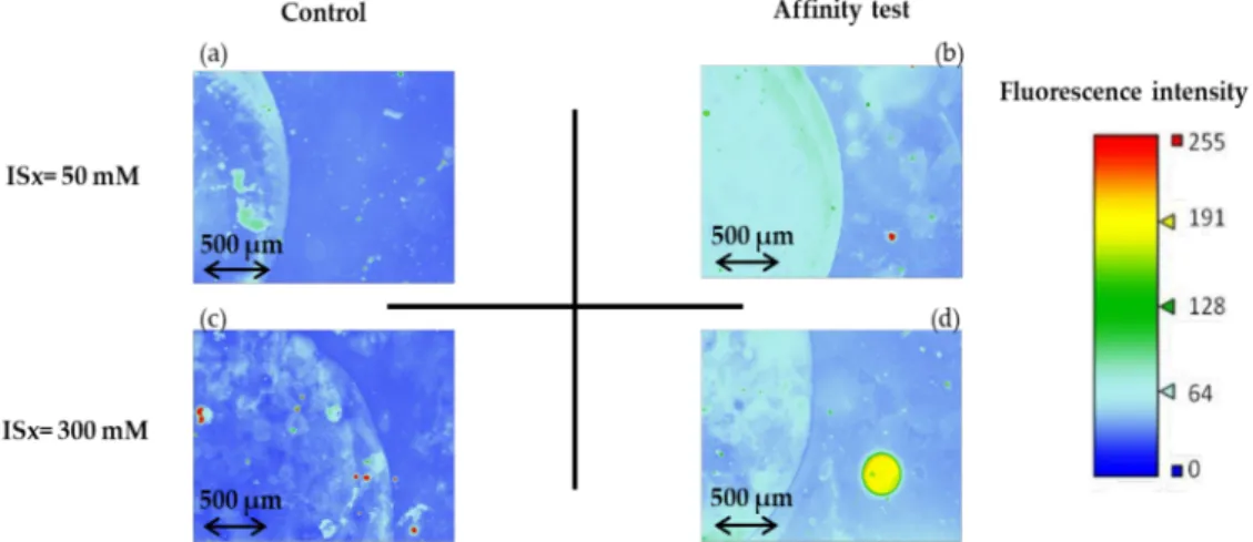 Figure 9. Fluorescence images (recorded as false color) of the microchannels after the affinity test for sulforhodamine B and after rinsing (See experimental section for more details on experimental conditions and fluorescence measurement parameters)