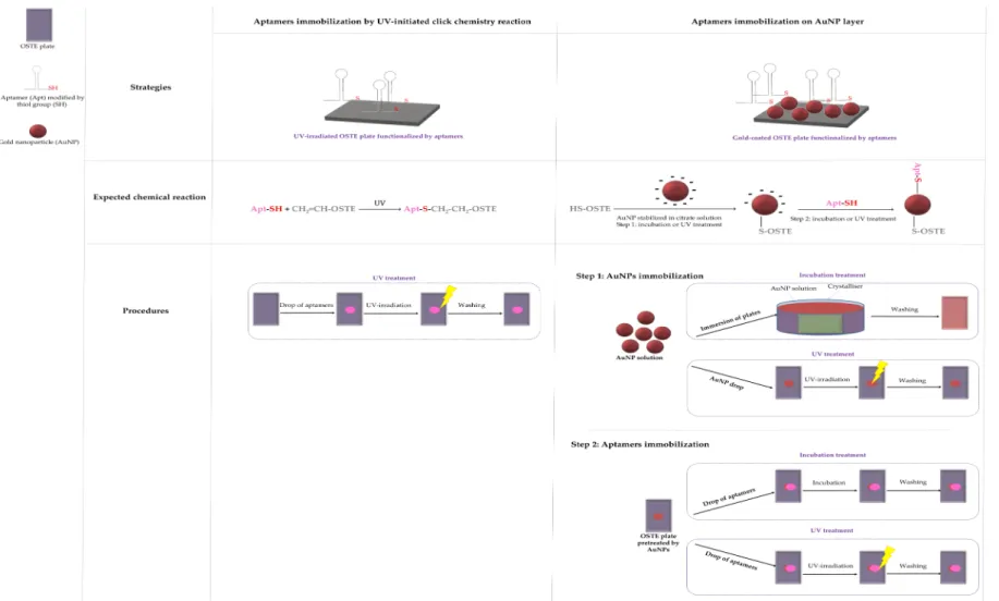 Figure 1. Strategies and procedures of functionalization.
