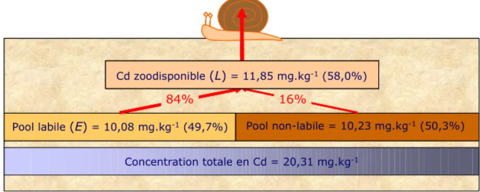 Figure  1.  Représentation  schématique  de  la  concentration  totale  en  Cd  dans  un  sol  et  des  pools  labiles  (= 