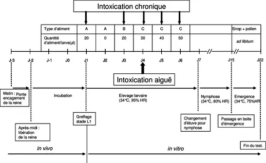 Figure 1. Schéma résumant les principales étapes du test in vitro. 