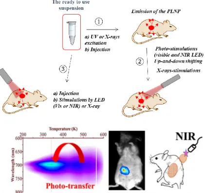 Fig 5: Top: different strategies to perform in vivo optical imaging  with persistent luminescence nanoparticles (PLNP)