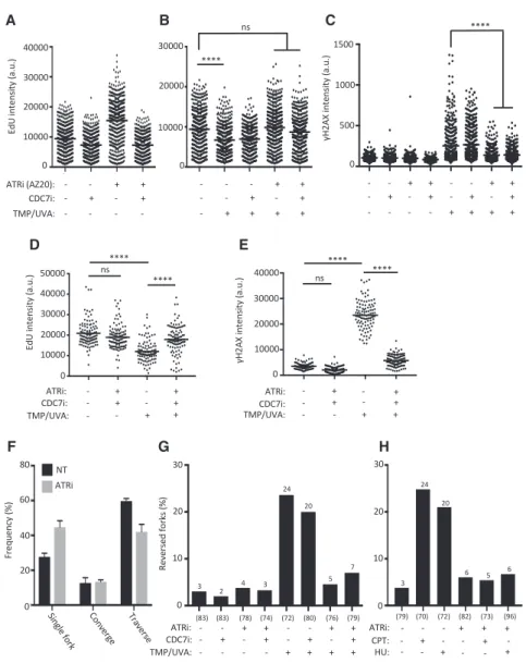 Figure 7. ATR Modulates Global Fork Slow- Slow-ing and Reversal upon ICL Induction and Other Genotoxic Treatments