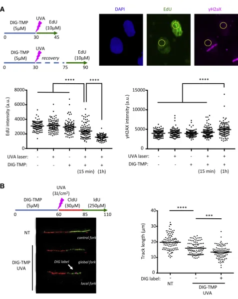 Figure 2. Induction of ICLs Reduces Fork Progression at Damaged, but Also at  Undam-aged Forks