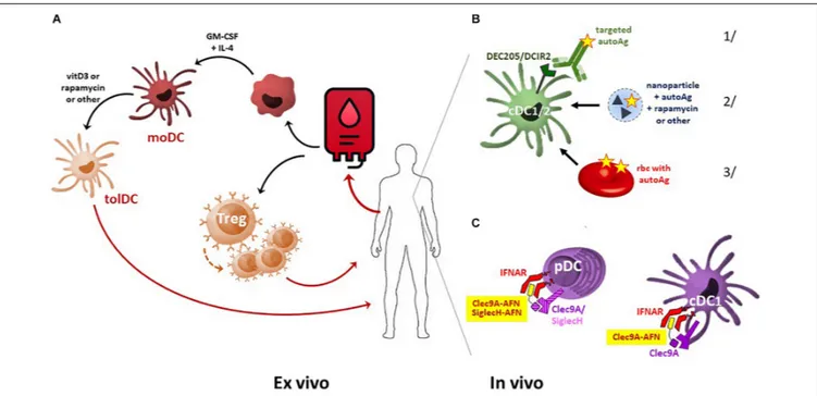 FIGURE 1 | Comparison of ex vivo- and in vivo-generated tolDC. (A) For cellular tolDC therapy, monocytes are isolated from patient-derived peripheral blood, driven into moDC development using cytokine therapy, and subsequently tolerized by immunosuppressiv