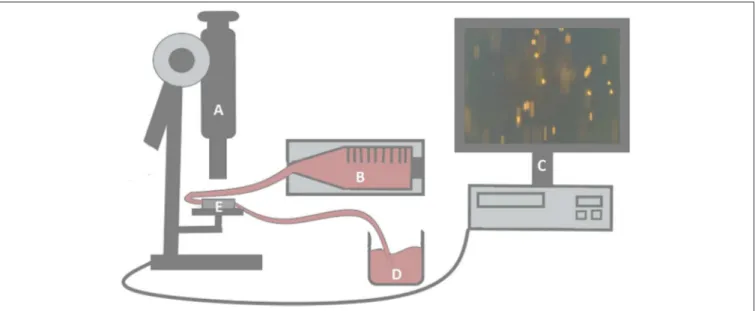FIGURE 1 | Experimental setup of the flow-adhesion assay. Capillaries (E) were monitored microscopically (A)