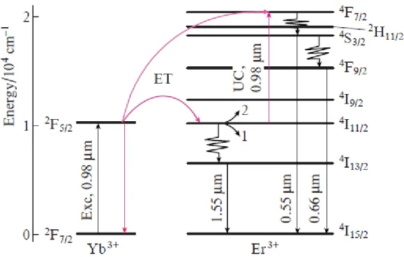 Figure  1.  Energy  level  diagram  of  the  Yb 3+   and  Er 3+   ions,  showing  multiplets  and  the  wavelengths of some transitions; Exc, excitation; ET, energy transfer; process 1: nonradiative  relaxation and emission; process 2: up-conversion (UC)