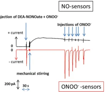 Fig. 8 Concurrent detection of NO and ONOO  by two simultaneous amperometric measurements upon injection of alkaline solution  con-taining DEA-NONOate (10 mM) + ONOO  (50 mM) and 5 minutes later injection of ONOO  alkaline solution (50 mM)