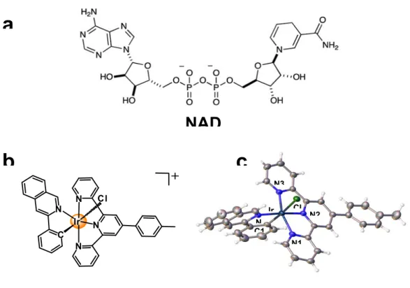 Figure 1. Structures of compounds.  a) NADH. b) Complex 1, line structure, and c) X-ray  crystal structure; the counter ion PF 6 -  has been omitted for clarity