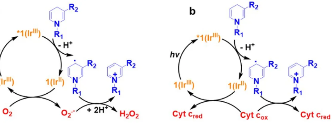 Figure  5.  Photo-catalytic  cycle  for  oxidation  of  NADH  by  complex  1  showing  the  production of NAD 
