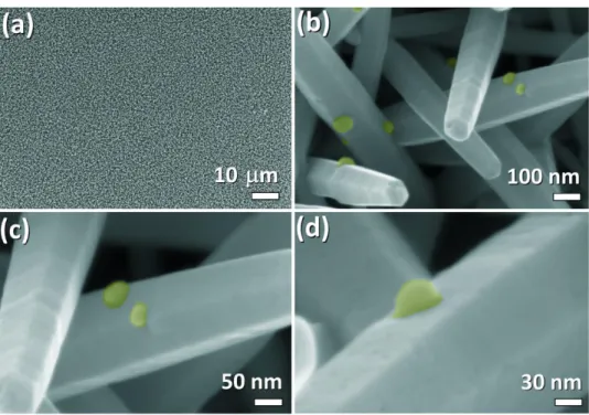 Figure  1. SEM images of Au-modified ZnO nanowire arrays grown using 2.0 μM of HAuCl 4  in electrolyte solution   at – 0.65 V vs SCE